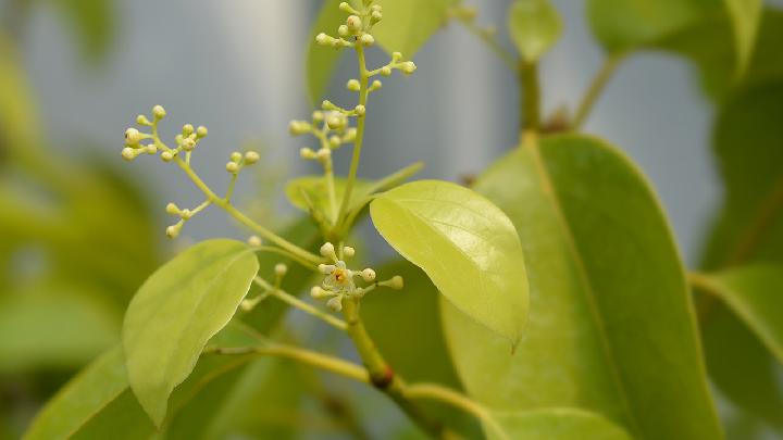 芒果甘旨养分多多，但这些注意事项你要知道